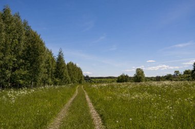 Ormanın yanındaki yeşil bir yaz tarlasında yol.