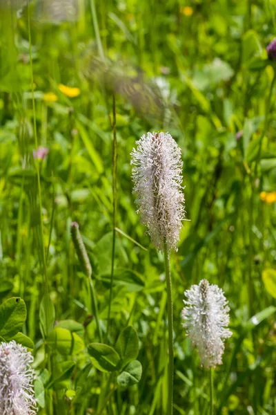 Ribwort Plantain field plant with pink flowers — Stock Photo, Image