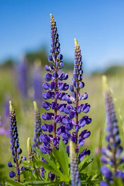 mor lupinus alanı kapat