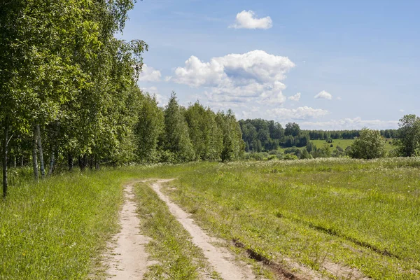 Ormanın yanındaki yeşil bir yaz tarlasında yol.