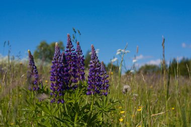 mor lupinus alanı kapat