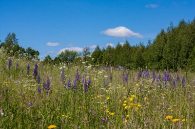 Pembe çiçekli lupinus tarlası bitkisi
