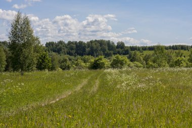 Ormanın yanındaki yeşil bir yaz tarlasında yol.