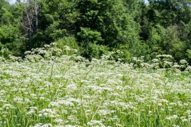 Beyaz çiçekli Achillea tarlası bitkisi