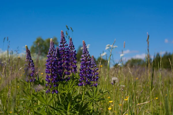 Campo de lupinus púrpura de cerca — Foto de Stock