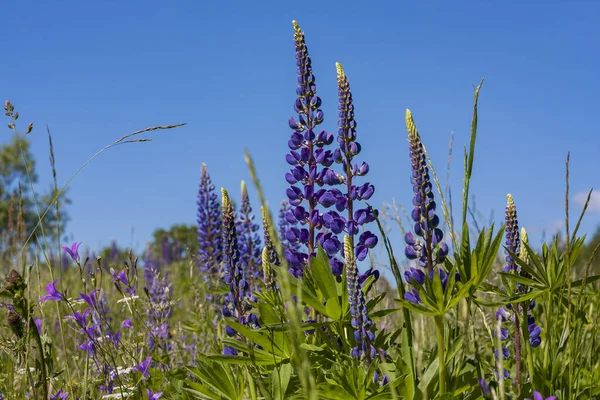 Mor lupinus alanı kapat — Stok fotoğraf