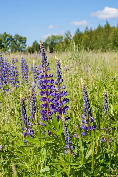 Fialové lupinus pole zavřít — Stock fotografie