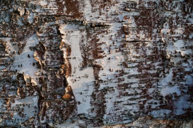 huş kabuğu doğal doku arkaplanı
