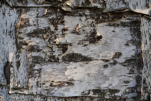 Vidoeiro casca textura natural fundo — Fotografia de Stock