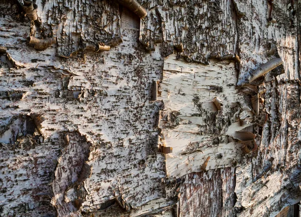 huş kabuğu doğal doku arkaplanı
