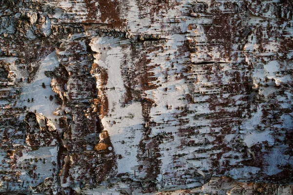 桦树树皮自然质感背景 — 图库照片