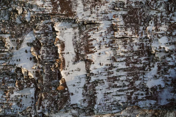 huş kabuğu doğal doku arkaplanı