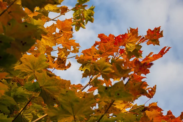 Sonbahar renkli yapraklar gökyüzü ile ağaçta
