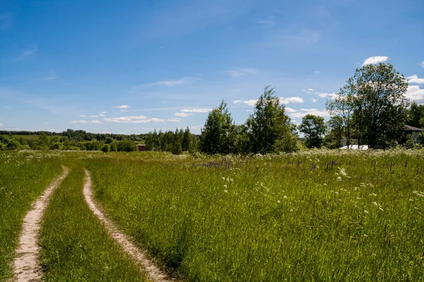 Ormanın yanındaki yeşil bir yaz tarlasında yol.
