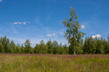 Pembe çiçekli ateş otu tarlası bitkisi
