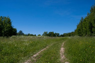 Ormanın yanındaki yeşil bir yaz tarlasında yol.