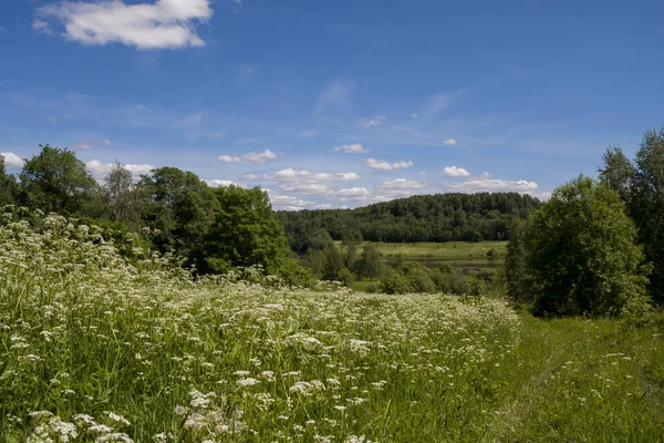 Beyaz çiçekli Achillea tarlası bitkisi