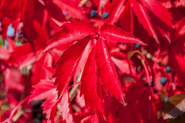 yabani kırmızı üzüm yaprakları