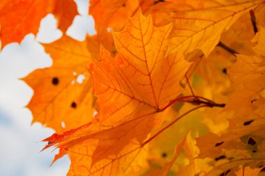 Sonbahar renkli yapraklar gökyüzü ile ağaçta