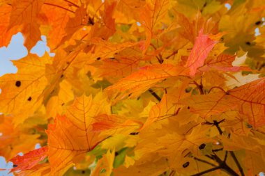 Sonbahar renkli yapraklar gökyüzü ile ağaçta