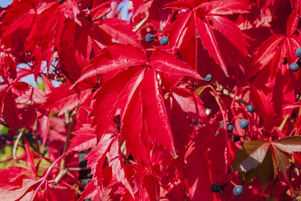 yabani kırmızı üzüm yaprakları