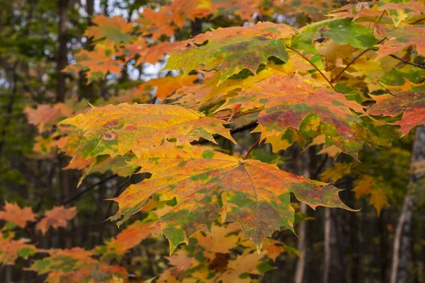 Hojas coloridas otoñales con amarillo rojo y verde —  Fotos de Stock