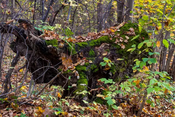 Sonbahar ormanında yaşlı ağaç kütüğü