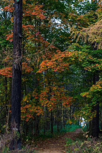 Sonbahar renkli ormanlarda patika