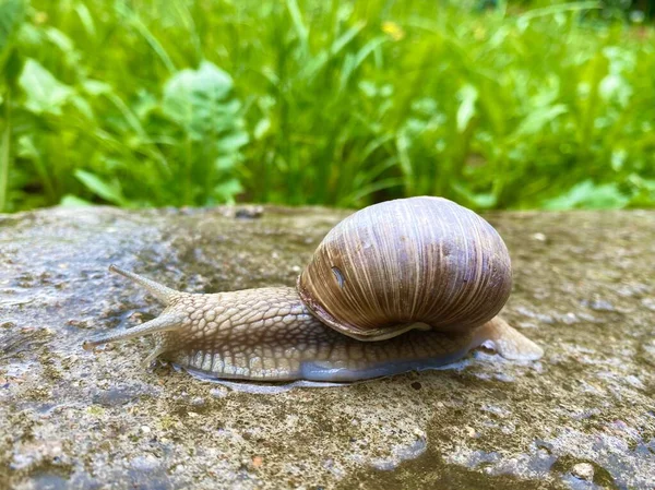 Large Old Snail Crawls Search Its Family — Photo