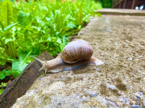 The snail crawls away to hide in the garden.