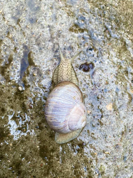 Garden Snail Crawls Sidewalk — Stockfoto