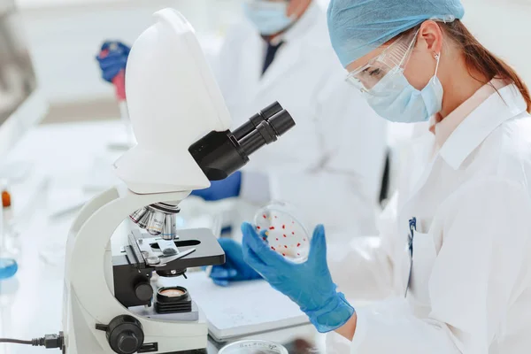 Scienziati che studiano lo sviluppo di batteri in laboratorio . — Foto Stock