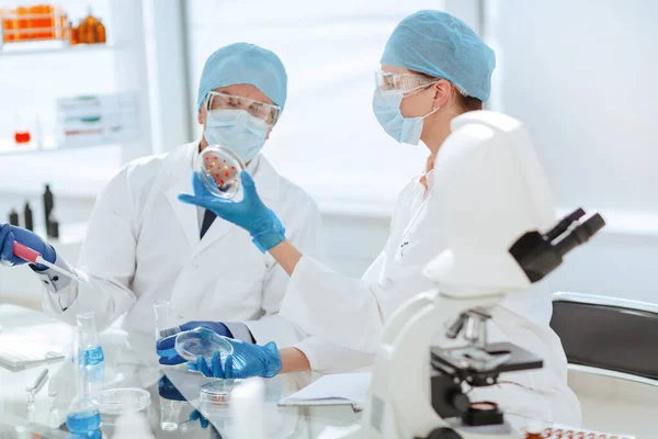 Científicos discutiendo sus investigaciones en el laboratorio. —  Fotos de Stock