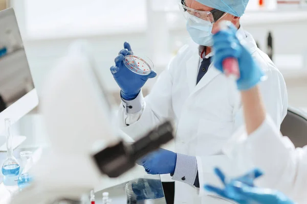 Fecha. Placa de Petri nas mãos de um microbiologista. — Fotografia de Stock