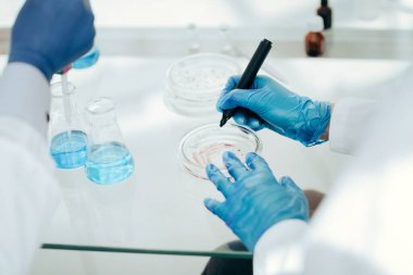Petri levhalarındaki mikrobik kirliliği test eden bilim adamları.
