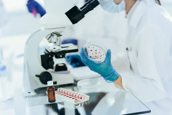 Női tudós egy Petri-csészével ül egy laboratóriumi asztalnál . — Stock Fotó