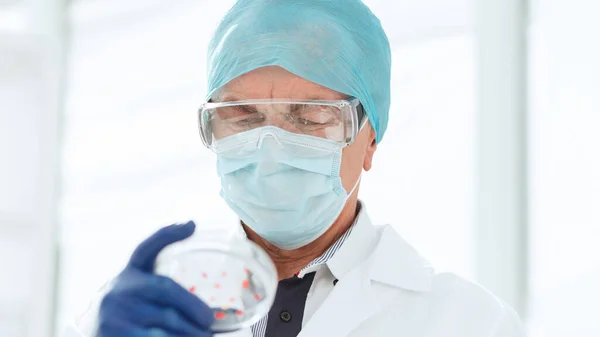 Científico en guantes de protección sostiene una placa Petri. —  Fotos de Stock