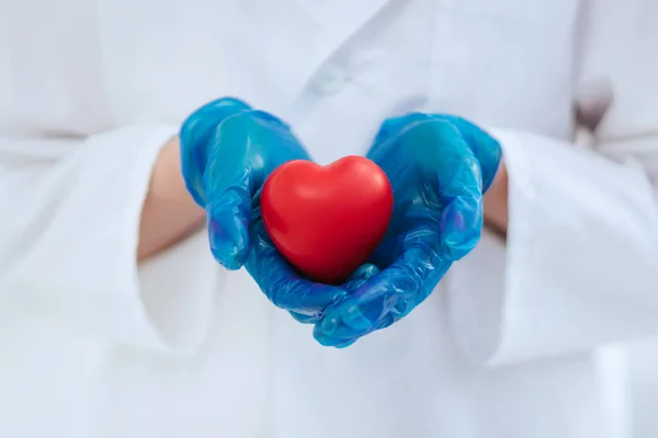 Close up. heart in the hands of a doctor surgeon . Stock Image