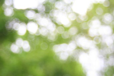 Yaz parkındaki ağaçların bulanık görüntüsü .