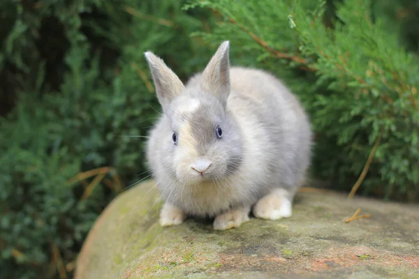 Conejo gris con ojos azules sentado en una roca. — Foto de Stock