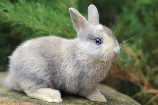 Conejo gris con ojos azules sentado en una roca. — Foto de Stock