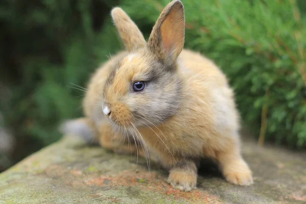 Conejo tricolor con ojos azules sentado en una roca. — Foto de Stock