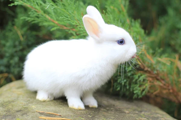 Divertido lindo conejo blanco con ojos azules. — Foto de Stock