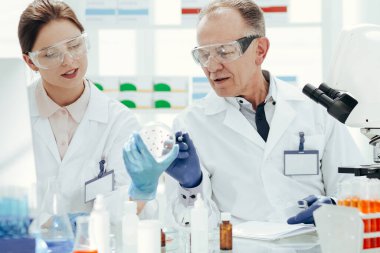 Bilim adamları bir petri kabında bakterilerin gelişimini tartışıyor.