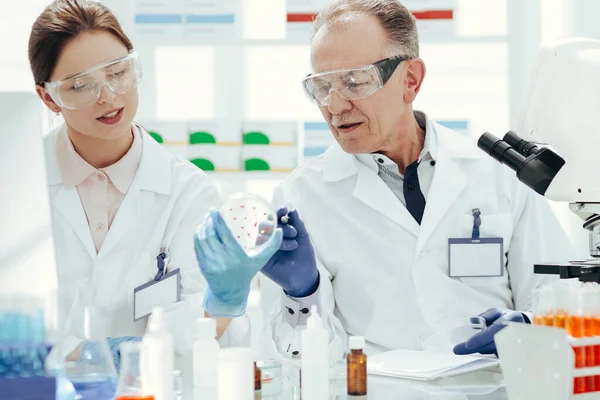 Cientistas discutindo o desenvolvimento de bactérias em uma placa de Petri. — Fotografia de Stock