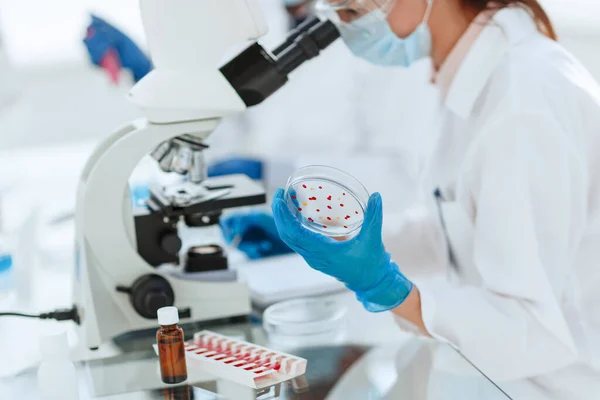 Cientista feminina com uma placa de Petri sentada em uma mesa de laboratório . — Fotografia de Stock