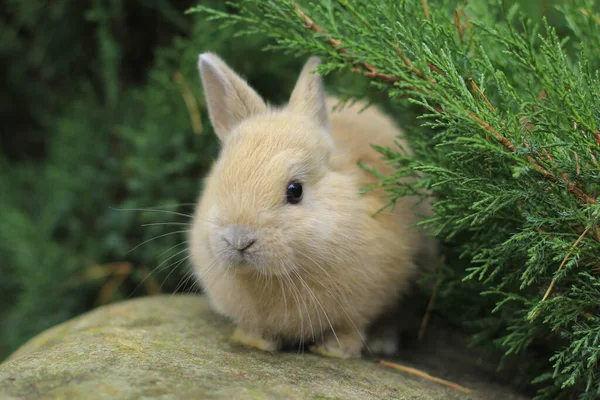 Lapin rouge aux yeux sombres assis sur un rocher. — Photo