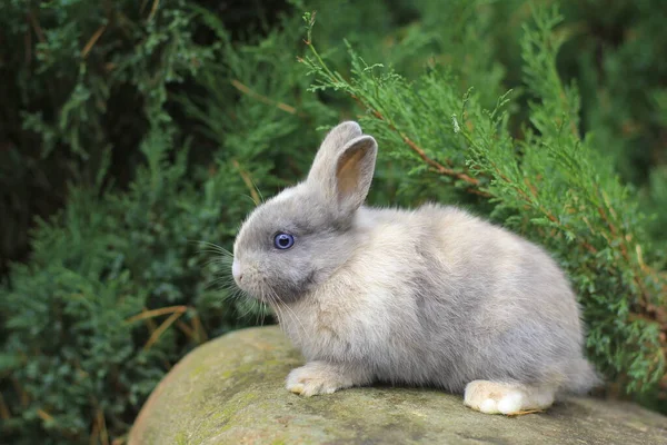 Lapin gris aux yeux bleus assis sur un rocher. — Photo