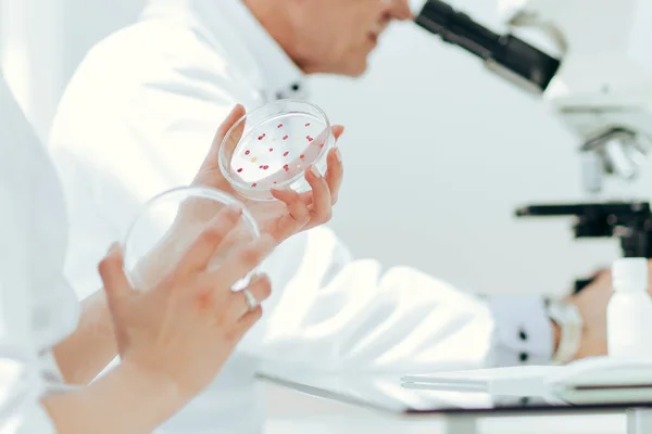 Científicos que utilizan un microscopio para estudiar bacterias en una placa de Petri. —  Fotos de Stock