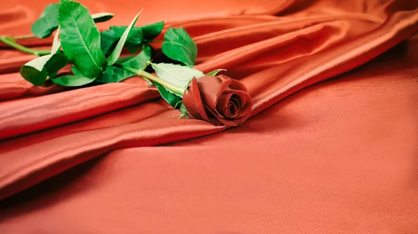 Valentýn. červená růže na červeném pozadí — Stock fotografie